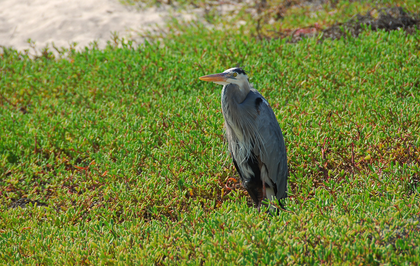 Ardea herodias cognata [200 mm, 1/200 sec at f / 7.1, ISO 100]